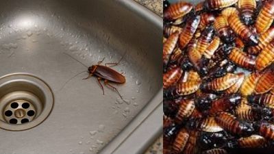 പറക്കുന്ന പാറ്റകളെ പേടിയാണോ? കെമിക്കല്‍ സ്‌പ്രേ അടിക്കാതെ തന്നെ ഇവയെ ഒഴിവാക്കാം