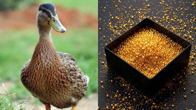 താറാവിൻ്റെ വയറ്റിൽ നിന്നും കണ്ടെത്തിയത് 1.65 ലക്ഷം രൂപയുടെ സ്വർണം..പക്ഷെ സർക്കാർ കൊണ്ടുപോകും?