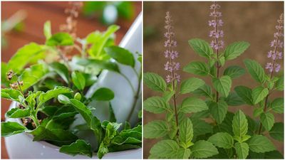 വീട്ടുമുറ്റത്തെ ഈ 'മാന്ത്രിക ഇല' മതി; സമ്മർദ്ദവും അസുഖങ്ങളും പടിക്ക് പുറത്ത്!