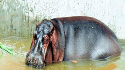 മൃഗശാലയില് ഗര്ഭിണിയായ ഹിപ്പോയുടെ ആക്രമണം; ബെംഗളൂരു സ്വദേശിനിയായ ഡോക്ടര് കൊല്ലപ്പെട്ടു