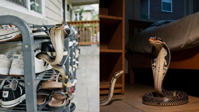 വീട്ടിനുള്ളിൽ പാമ്പ് ഒളിക്കാൻ സാധ്യതയുള്ള 10 ഇടങ്ങൾ ഇവ;  മഴക്കാലത്ത് പ്രത്യേകം ശ്രദ്ധിക്കണം