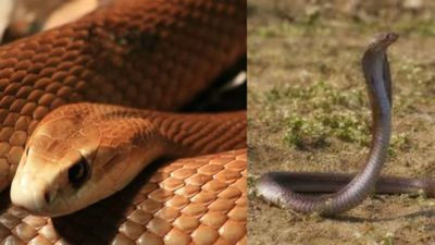 വീടുകളില്‍ പാമ്പുകള്‍ വരാതിരിക്കണോ? അവയ്ക്ക് ഇഷ്ടമില്ലാത്ത ഈ മാര്‍ഗങ്ങള്‍ പരീക്ഷിച്ചുനോക്കൂ