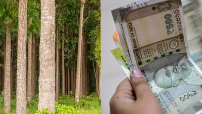 ചിലവ് 1 ലക്ഷം, വരുമാനം 3 കോടി! നട്ടുപിടിപ്പിക്കാം ഈ 'പണം കായ്ക്കുന്ന' മരം