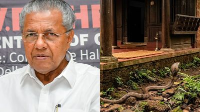 പാമ്പുകടിയേൽക്കാൻ സാധ്യത കൂടുതൽ, കടിയേറ്റാൽ എന്ത് ചെയ്യണം? സർപ്പ ആപ് സേവനം, നിർദേശങ്ങളുമായി മുഖ്യമന്ത്രി