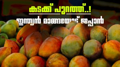 ഇന്ത്യന്‍ മാങ്ങ വേണ്ട..! ഇറക്കുമതി നിര്‍ത്തിവെച്ച് ജപ്പാന്‍; 20 വര്‍ഷത്തിനിടെ ആദ്യം, കാരണമിത്