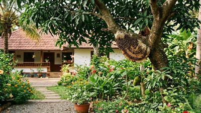 വീടിനടുത്ത് തേനീച്ചക്കൂട് കണ്ടാൽ എന്തൊക്കെ ചെയ്യണം? എന്തൊക്കെ ചെയ്യരുത്?