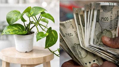 വീട്ടിൽ പണം കുമിഞ്ഞു കൂടണോ? മണി പ്ലാന്റ് വെക്കേണ്ട യഥാർത്ഥ ദിശ ഇതാണ്; വാസ്തു മാറ്റിയാൽ കളി മാറും!