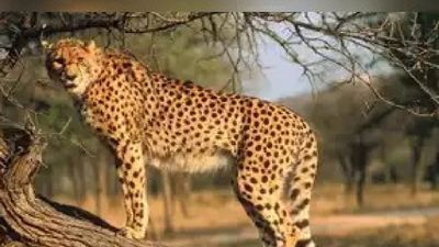 ଖୁବ୍‌ଶୀଘ୍ର ବୋତ୍‌ସ୍ବାନାରୁ ଭାରତ ଅଣାଯିବ  ୮  ଚିତା 