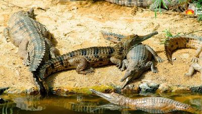 ରାଜ୍ୟରେ ବଢ଼ିଛି କୁମ୍ଭୀରଙ୍କ ସଂଖ୍ୟା 