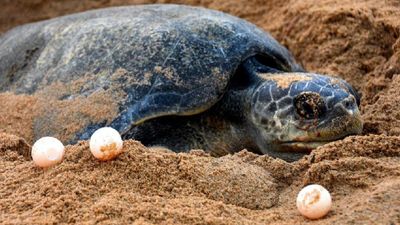 ଅଲିଭ ରିଡ୍‌ଲେଙ୍କ ଗଣ ଅଣ୍ଡାଦାନ  ଆରମ୍ଭ