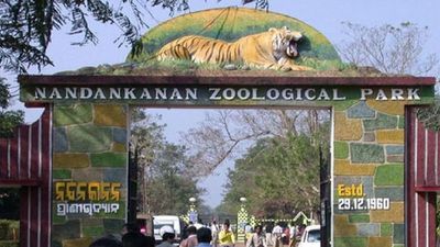 ପର୍ଯ୍ୟଟକଙ୍କ ପାଇଁ ଖୁସି ଖବର, ନନ୍ଦନକାନନରେ ଜନ୍ମ ନେଲା ଲମ୍ବା ଥଣ୍ଟିଆ ଶାଗୁଣା ଛୁଆ