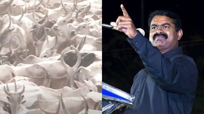 மதுரையில் சீமான் மேய்ச்சல் நிலம் எங்கள் உரிமை என்றமாநாட்டை நடத்தினார்.