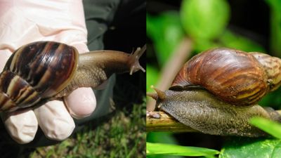 சென்னைக்கு வந்த ராட்சத ஆப்பிரிக்க நத்தை! சளி பட்டாலே மூளைக் காய்ச்சல்தான்! மருத்துவர் வார்னிங்