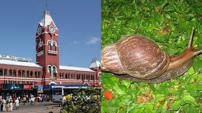 சென்னைக்கு படையெடுத்த.. ராட்சச ஆப்பிரிக்க நத்தை.. மிகப்பெரிய ஆபத்து காத்திருக்கு.. கவனம்