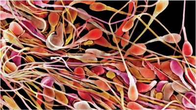 68 வயது முதியவரின் விந்து அளவில்.. பாதி கூட இளைஞர்களுக்கு இல்லை! அமெரிக்காவின் நிலை இதுதான்