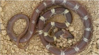 காணாமல் போகும் சென்னை பாம்புகள்! லயோலா கல்லூரி ஆய்வில்.. வெளியான ஷாக் தகவல்!