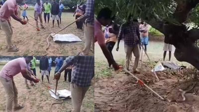 ஆம்பூரில் கோதுமை நாகப்பாம்பு.. அதன் வாய்க்குள் எட்டிப் பார்த்தால் 