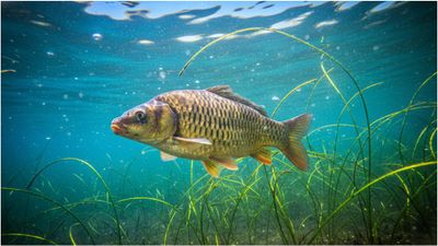 சீனாக்காரன் சீனாக்காரன் தான்யா.. முள்ளே இல்லாத மீனை உருவாக்கிய ஆய்வாளர்கள்.. அது எப்படி சாத்தியம்?