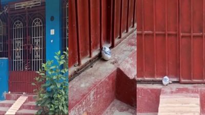 வேலூரில் வீட்டு முன்பு சிசிடிவியில் தெரிந்த காட்சி... முட்டைக்குள் ஒரு உருவம்... ஆடிப்போன குடியாத்தம்