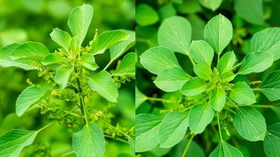 குப்பைமேனி தழை 400 நோய்களை தீர்க்குமே! குப்பையில் வளரும் ஆச்சரிய தங்கம்.. மூல நோயை விரட்டும் மூலிகை