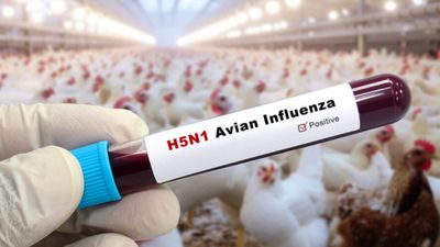 பறவை காய்ச்சல் மனிதர்களுக்கு பரவுமா? சென்னையில் பீதி.. பொது சுகாதாரத்துறை விளக்கம்