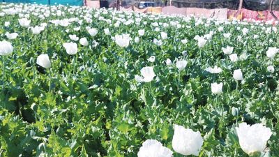 பாஜக விவசாய பிரிவு நிர்வாகி செய்த “பலே” சம்பவம்.. சோளத்துக்கு நடுவே அபின் செடி வளர்த்தவர் கைது!