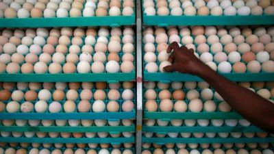 ஈரான் இஸ்ரேல் போர் பதற்றம்: நாமக்கல்லில் முட்டை ஏற்றுமதி அடியோடு பாதிப்பு! 2 கோடி முட்டைகள் தேக்கம்!