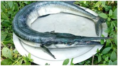 பச்சை நிற எலும்புகள்.. பாம்பு போன்ற தோற்றம்.. முரல் மீனில் ஒளிந்திருக்கும் அசாத்திய மருத்துவ ரகசியம்