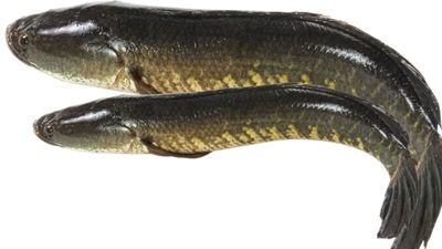 விரால் மீனின் ஸ்பெஷாலிட்டி இது.. பாம்பு தலையன் மீனுக்குள் அற்புதமான சீக்ரெட்! பெண்களின் வரப்பிரசாதம்