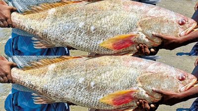 ராமநாதபுரத்தில் ஒரு மீன் 1.33 லட்சம்.. மன்னார் வளைகுடாவில் மீனவர் வலையில் விழுந்த ஜாக்பாட் 