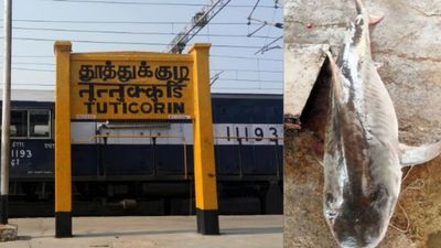 தூத்துக்குடி ஆழ்கடலில் சிக்கிய 73 கிலோ ராட்சத சுறா மீன்.. மக்களை மலைக்க வைத்த ஏலத் தொகை.. ஆச்சரியம்