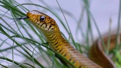 ஈரோடு லட்சுமி நகர் பண்ணையில் நெளிந்த சாரைப் பாம்பு.. நாய் கிட்ட போன உடனே அந்த அதிர்ச்சி சம்பவம்