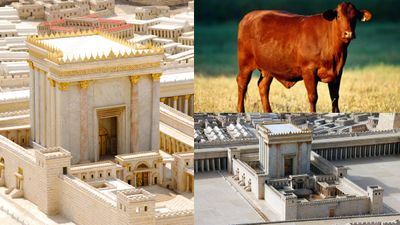 ஜெருசலேமில் 3-வது கோவில்? இஸ்ரேலின் அதிரடித் திட்டம்! உலக நாடுகளை அதிரவைக்கும் 'சிவப்பு பசு' ரகசியம்