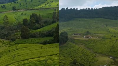 வன நிலத்திற்கு பட்டா  கிடையாது.. 75 ஆண்டுகளாக முன்னோர்கள் வாழ்ந்தாலுமே.. ஐகோர்ட் தீர்ப்பு பின்னணி