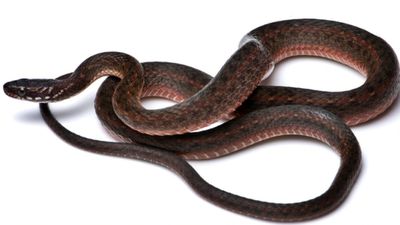 அந்த பாம்பு இங்கே தான் ஒளிஞ்சிருக்கா? இந்தியாவில் மிகப்பெரிய சாதனை.. கீல்பேக் வெல்கம் பேக்