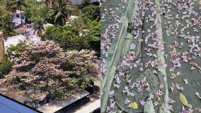 சென்னையில் கடும் சம்மருக்கு இடையே திடீர் பிங்க் வசந்தம்.. பூத்து குலுங்கும் மலர்கள்! எப்படி நடந்தது? 