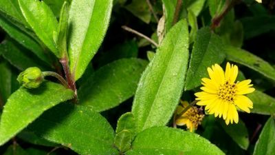 அதிசய இலை! நரை முடியை ஒரே நாளில் கருகருவென மாற்றும் ரகசியம்! இனி