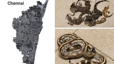 சென்னை ஏர்போர்ட் ஷாக்.. 30 வயது நபரின் சூட்கேஸை திறந்ததுமே மஞ்சள் நிற விசித்திரம்.. அலறிய அதிகாரி