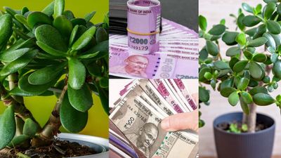 Jade Plant Vastu Benefits! வறுமையை விரட்டும் பச்சை வைரம்! வீட்டில் இந்த செடி இருந்தால் பணம் கொட்டும்