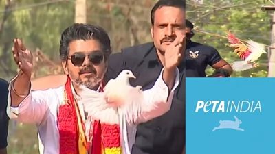 விஜய்க்கு எதிராக கிளம்பிய ‘பீட்டா'.. புறாவால் வந்த புதிய சிக்கல்.. இருக்கிற பிரச்சனையில் இது வேறயா!