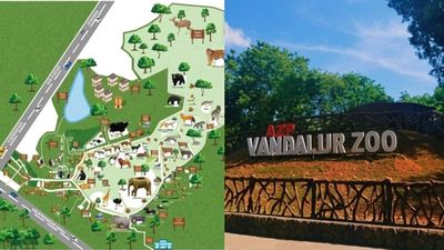 வண்டலூரில் டபுள் சர்ப்ரைஸ்! உயிரியல் பூங்காவுக்கு வந்த குஜராத் விருந்தாளி! சுற்றுலா பயணிகள் ஹேப்பி