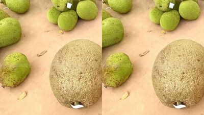 50 கிலோ பலாப்பழம் vs சாதாரண பலா… ₹2500 வரை ஏலம் போன ரகசியம் என்ன? புதுக்கோட்டையில் நடந்த அதிரடி!