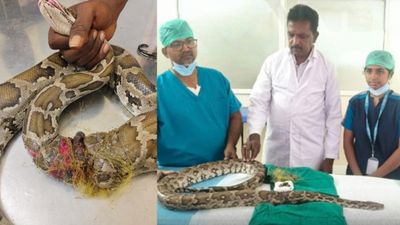 மலைப்பாம்பை நெருங்கிய மரணம்.. மயக்க மருந்து செலுத்தி சிகிச்சையளித்து காப்பாற்றிய டாக்டர்கள்.. சபாஷ்