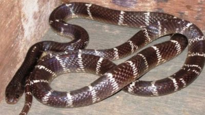 கட்டுவிரியன் பாம்பு 2 அடி.. அம்மா வலிக்குதும்மான்னு சொல்லியும்.. தலை தலையா அடிச்சிட்டு அழுத பெற்றோர்