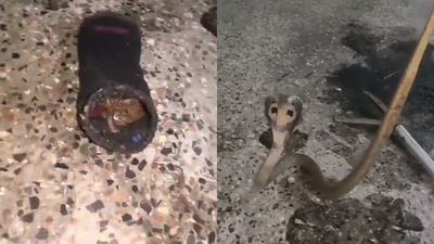 ஈரோடு மாணவனின் காலணியில் பதுங்கிய நாகபாம்பு .. தொட்ட உடன் நடந்த பெரிய ட்விஸ்ட்  