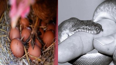  தேவிகாவை தேடி வந்த பாம்பு.. கூரையில் கோழி முட்டையை எடுக்க போனால்.. திருவள்ளூரில் பரபரப்பு