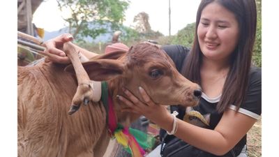 மனித முகத்தில் கன்றுக்குட்டி விசித்திரம்.. மாட்டுக்கு 5 காலா?  இந்த தாய்லாந்து கன்றை தொட்டால் லக்கி?