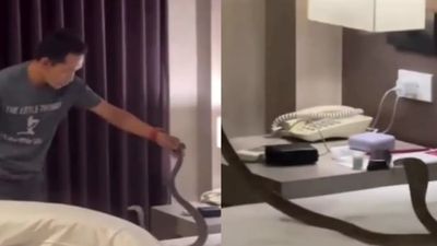 தாய்லாந்து 10 நாள் டூரில் செம ஷாக்: ஹோட்டல் படுக்கையில் கழுத்தில் ஊர்ந்த 5 அடி கருநாகம்! நம்ப முடியல