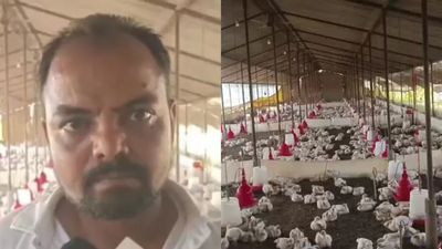 DJ இசையின் அதிரடி: மாரடைப்பால் 140 கோழிகள் பலி! உரிமையாளர் கண்ணீர் மல்கப் புகார்!