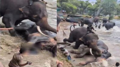 யானைகள் சண்டையில் உடல் நசுங்கி உயிரிழந்த சென்னை பெண்! கணவர் செய்த நெகிழ்ச்சி செயல்!